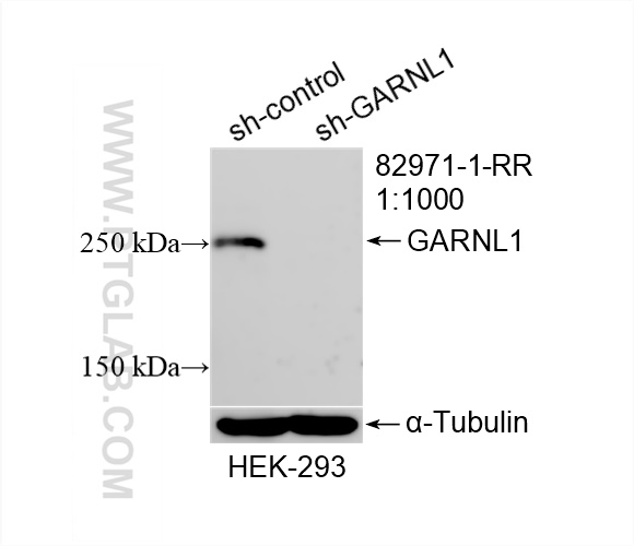 WB analysis of HEK-293 using 82971-1-RR