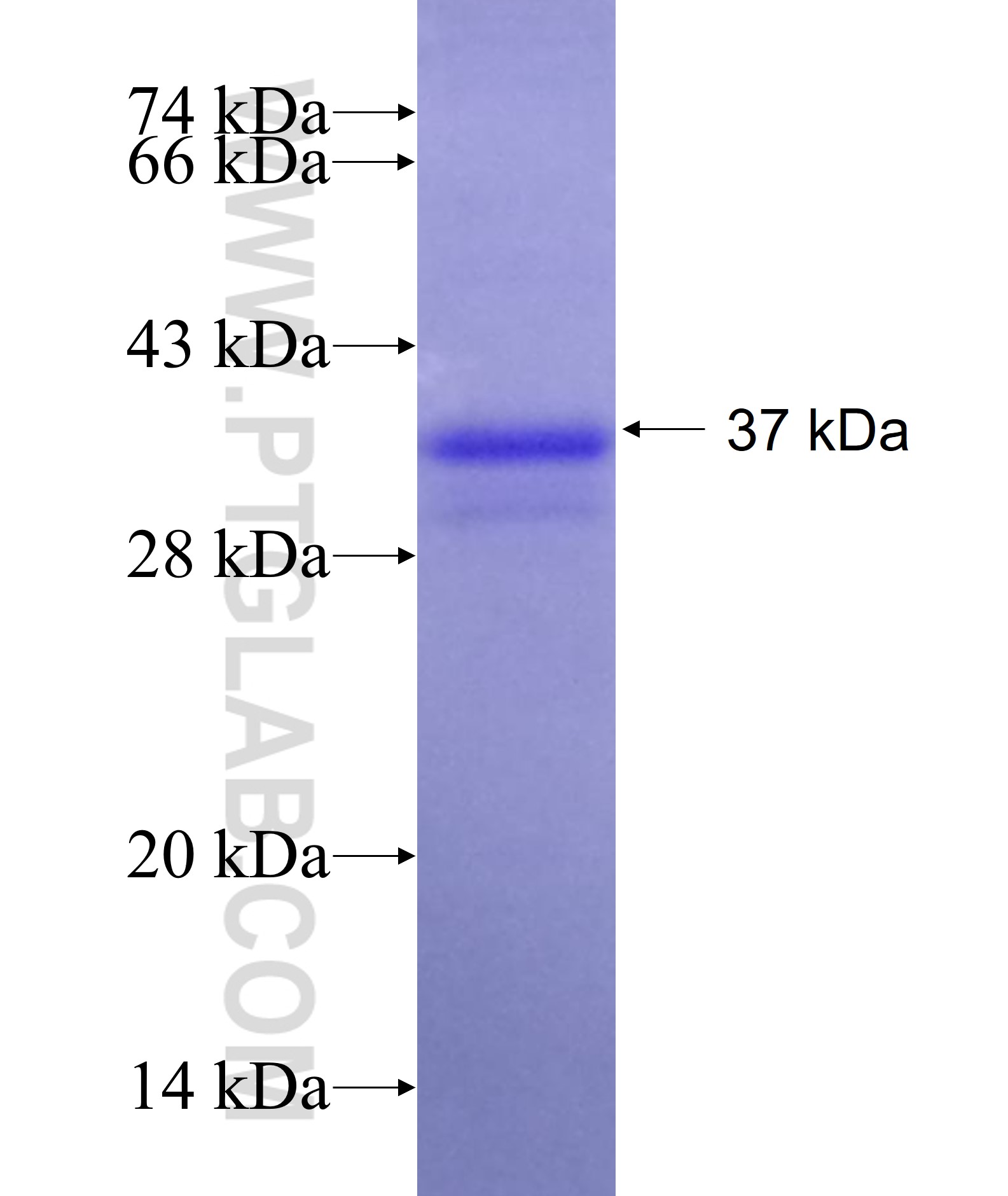 GAS1 fusion protein Ag12259 SDS-PAGE