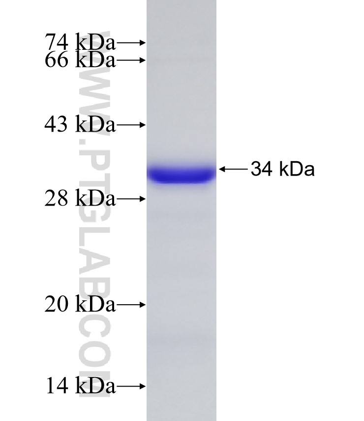 GAS2L1 fusion protein Ag32522 SDS-PAGE