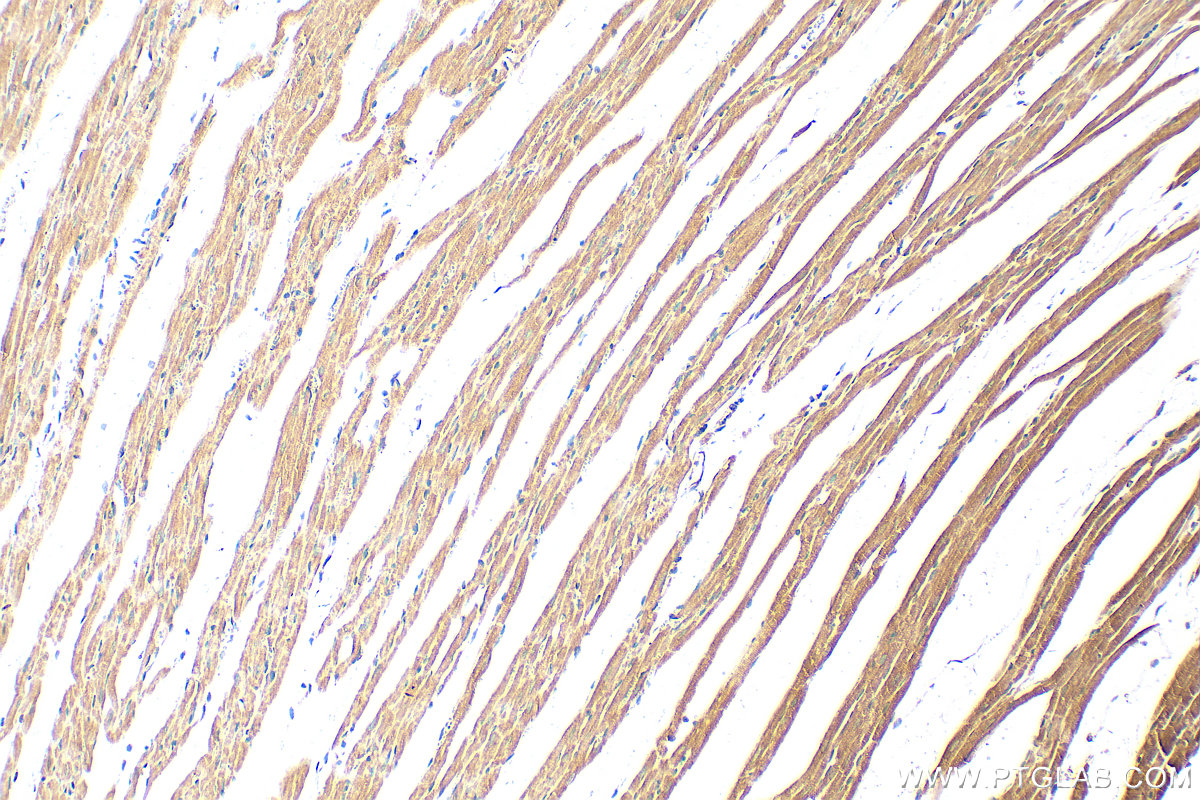 IHC staining of rat heart using 25409-1-AP