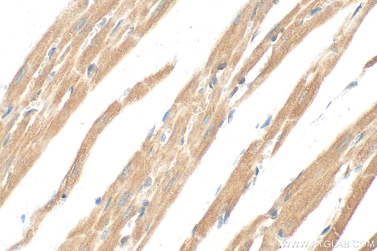 IHC staining of rat heart using 25409-1-AP