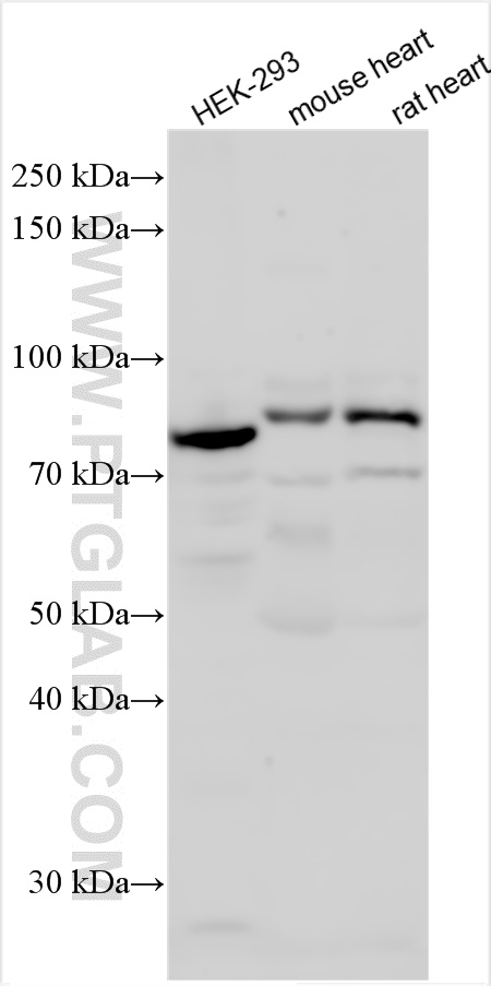 WB analysis using 25409-1-AP