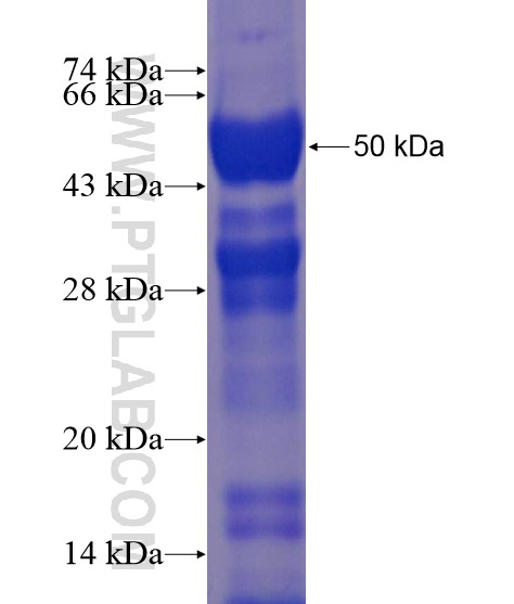 GAS2L3 fusion protein Ag22097 SDS-PAGE