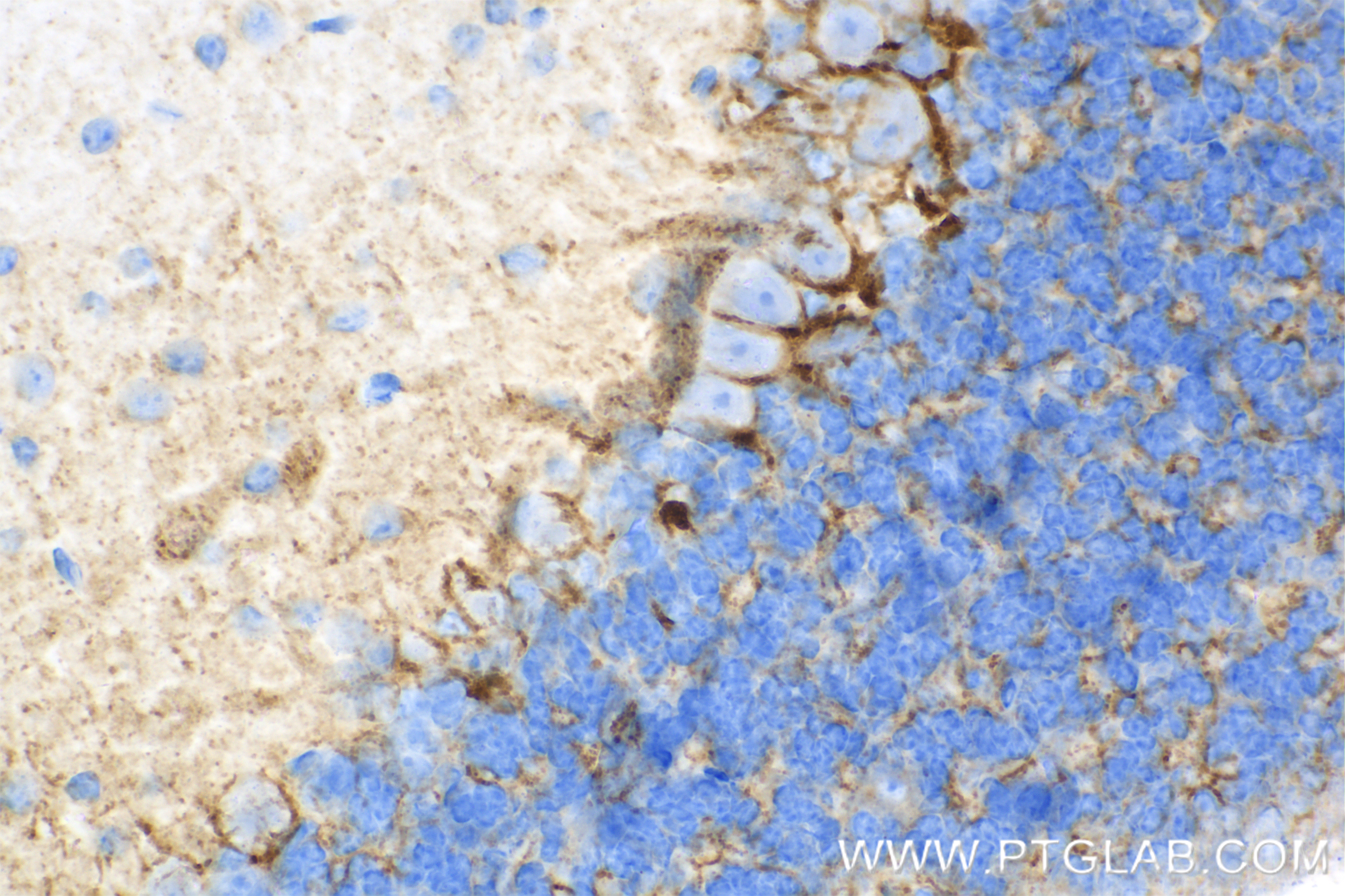 IHC staining of mouse cerebellum using 85060-2-RR (same clone as 85060-2-PBS)