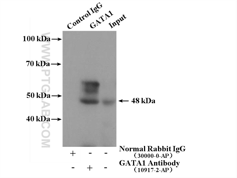 IP experiment of K-562 using 10917-2-AP