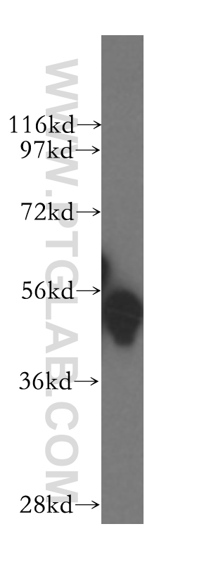 GATA1 Polyclonal antibody