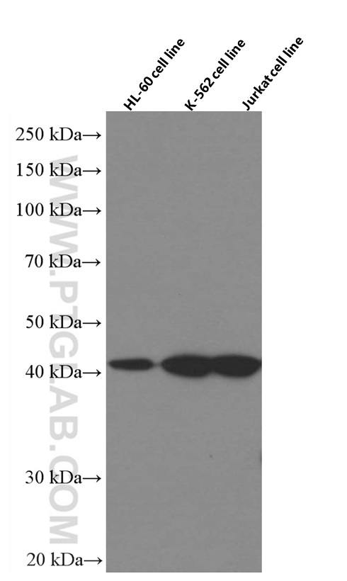 WB analysis using 60011-1-Ig