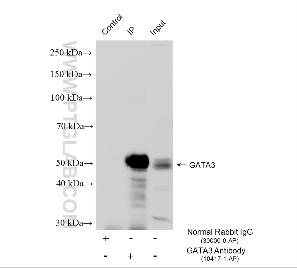 IP experiment of EL-4 using 10417-1-AP
