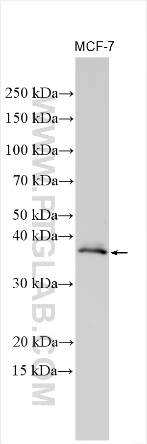 WB analysis of MCF-7 using 22343-1-AP