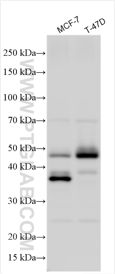 WB analysis using 22343-1-AP