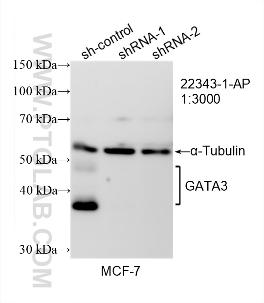 WB analysis of MCF-7 using 22343-1-AP