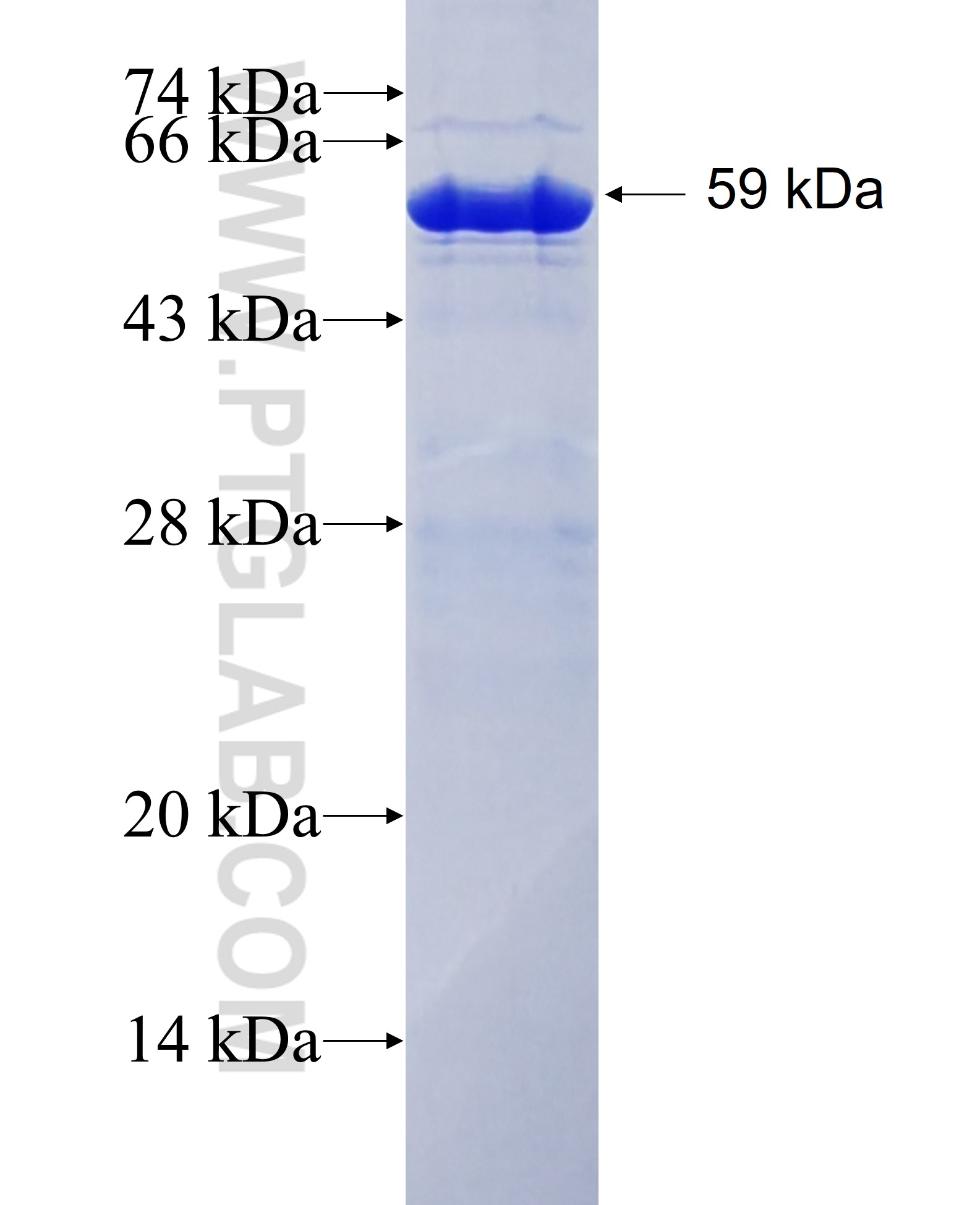 GATA3 fusion protein Ag17833 SDS-PAGE