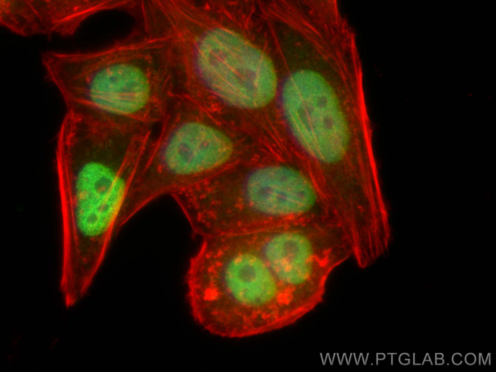 IF Staining of HepG2 using 55433-1-AP