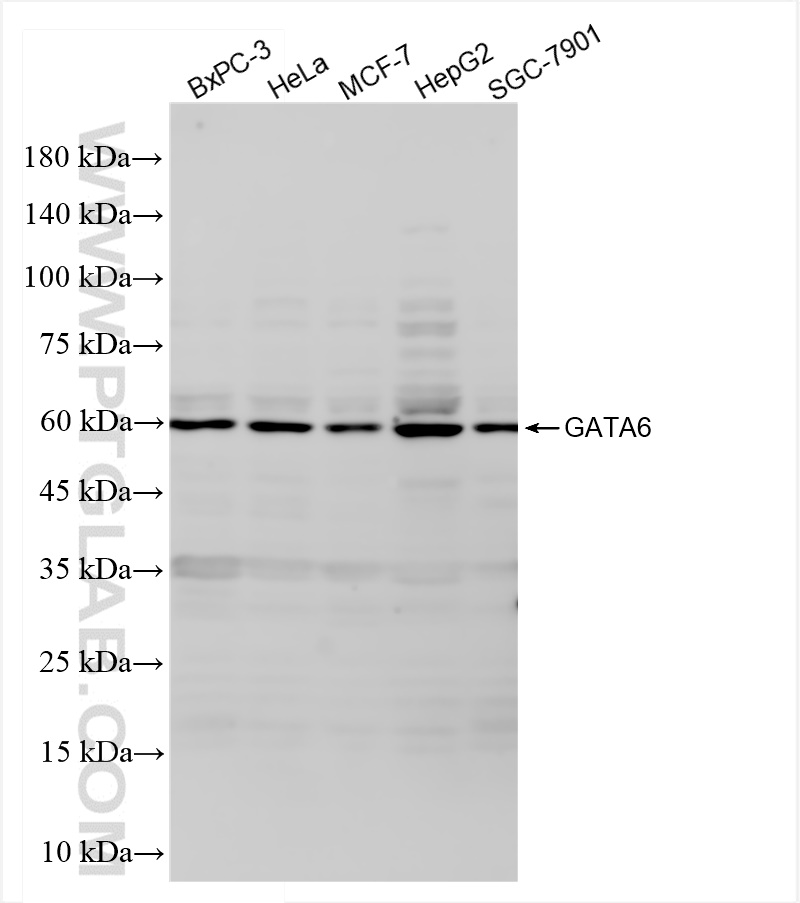 WB analysis using 84987-3-RR