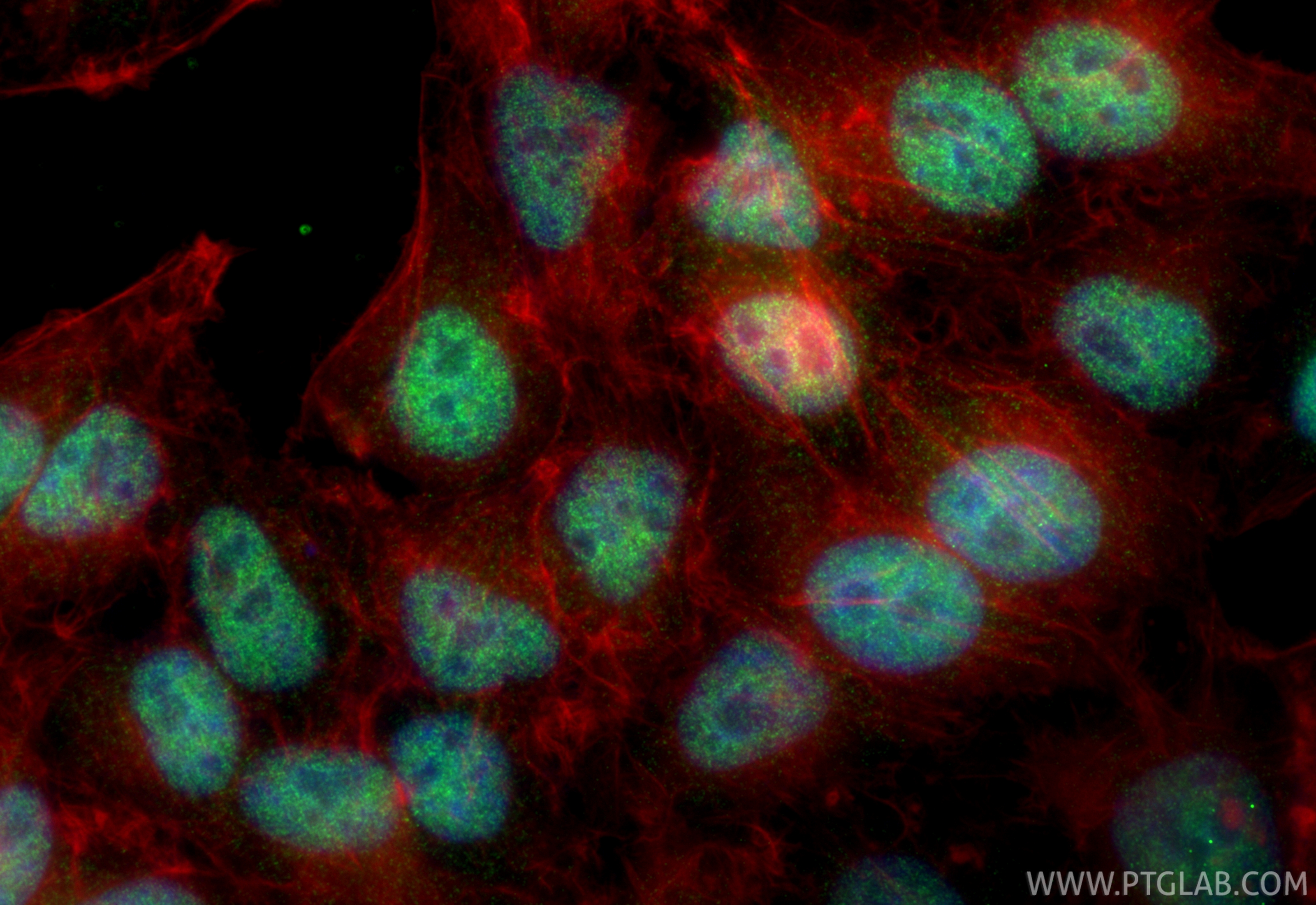 Immunofluorescent analysis of (4% PFA) fixed HepG2 cells using GATA6 antibody (84987-5-RR, Clone: 242325G7 ) at dilution of 1:1000 and CoraLite®488-Conjugated Goat Anti-Rabbit IgG(H+L) (<a class='green' href='/productredirect?CatalogNo=SA00013-2' target='_blank'>SA00013-2</a>), CL594-Phalloidin (red). IF Staining of HepG2 using 84987-5-RR