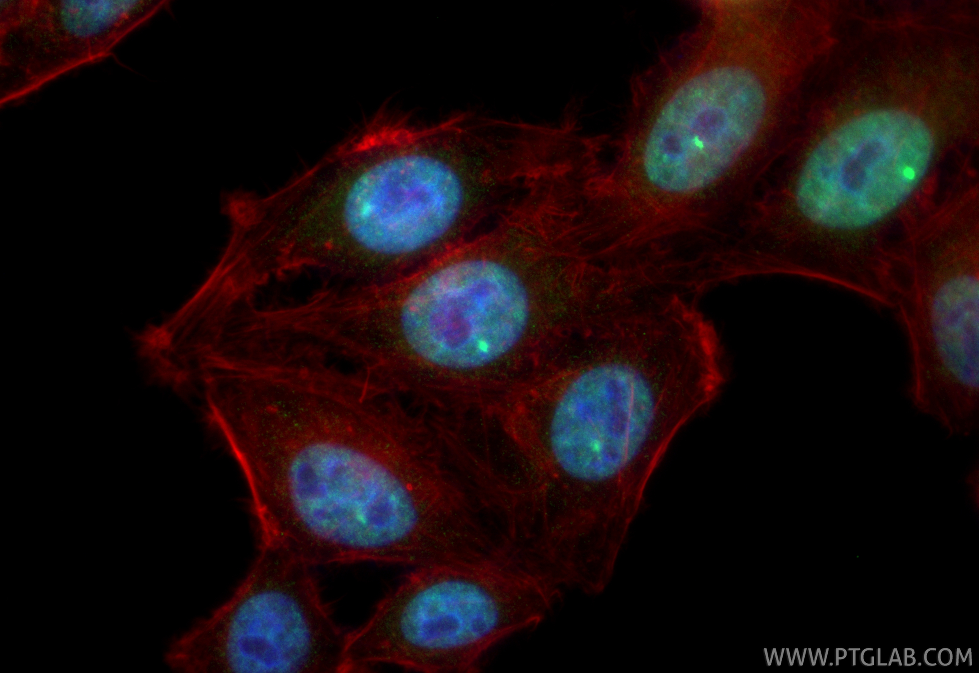 Immunofluorescent analysis of (4% PFA) fixed HepG2 cells using CoraLite® Plus 488 GATA6 antibody (CL488-84987-5, Clone: 242325G7 ) at dilution of 1:200, CL594-Phalloidin (red). IF Staining of HepG2 using CL488-84987-5