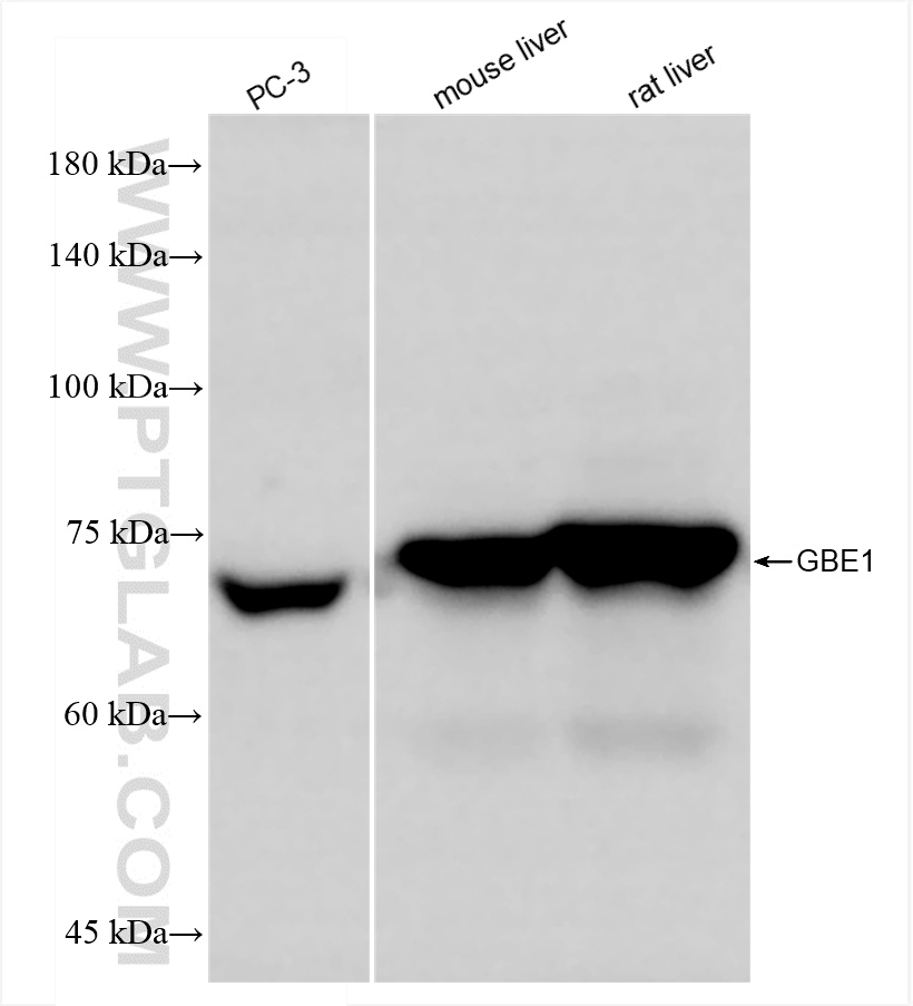WB analysis using 85143-5-RR