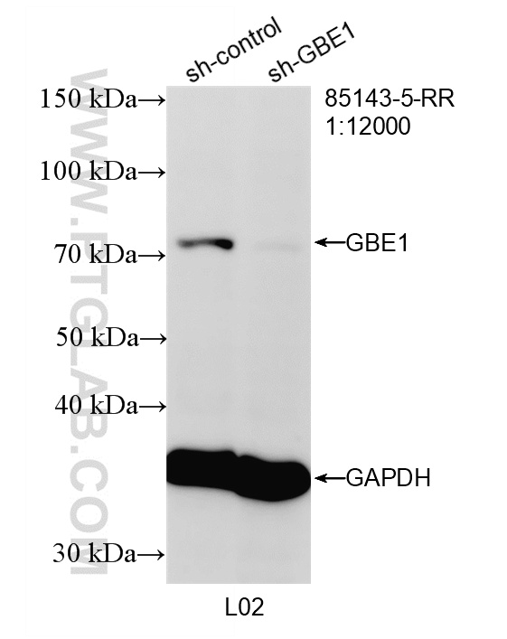 WB analysis of L02 using 85143-5-RR WB analysis of L02 using 85143-5-RR