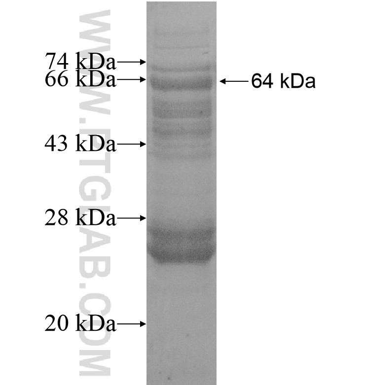 GBF1 fusion protein Ag16582 SDS-PAGE GBF1 fusion protein Ag16582 SDS-PAGE