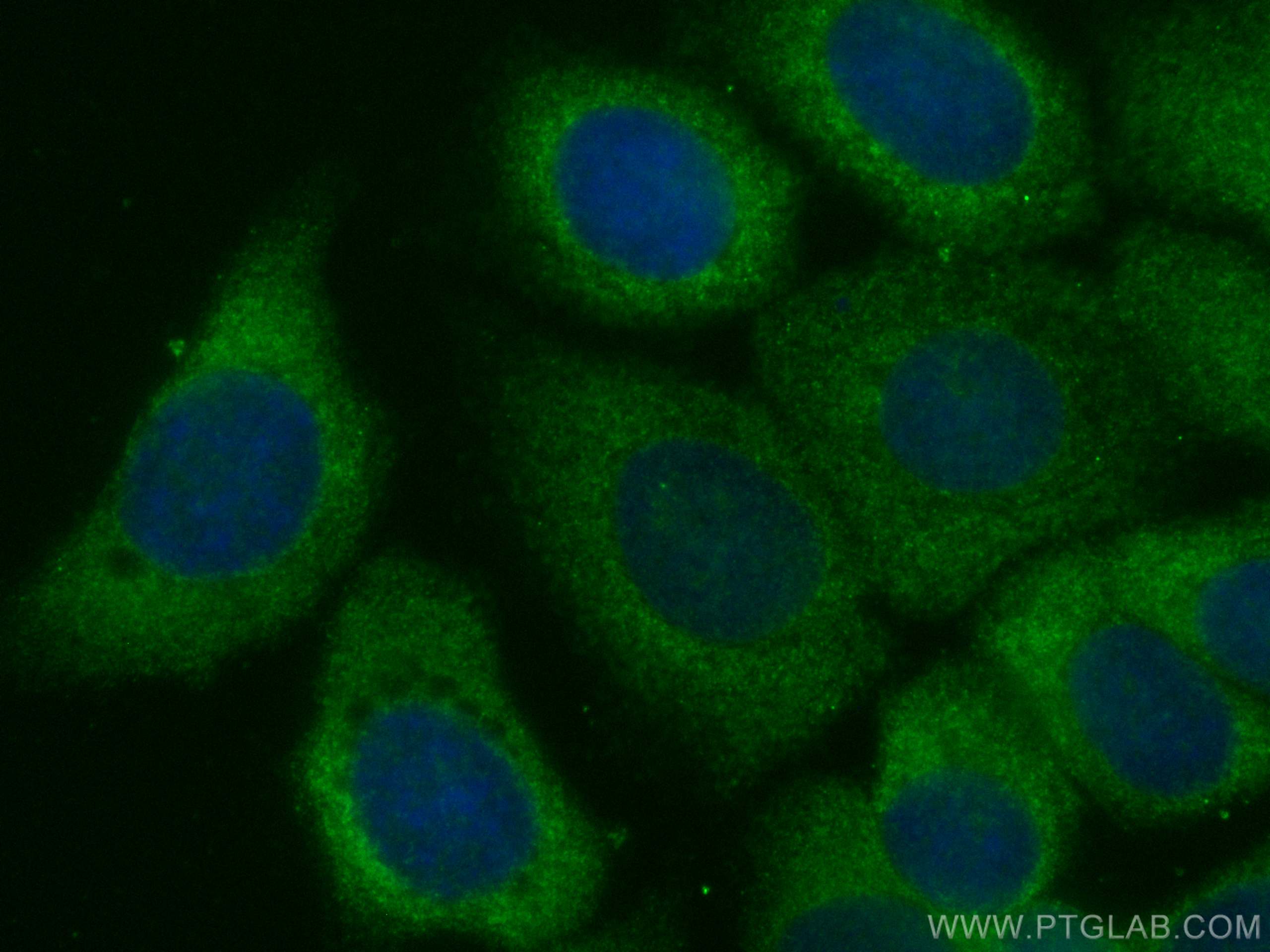 IF Staining of MCF-7 using CL488-67161