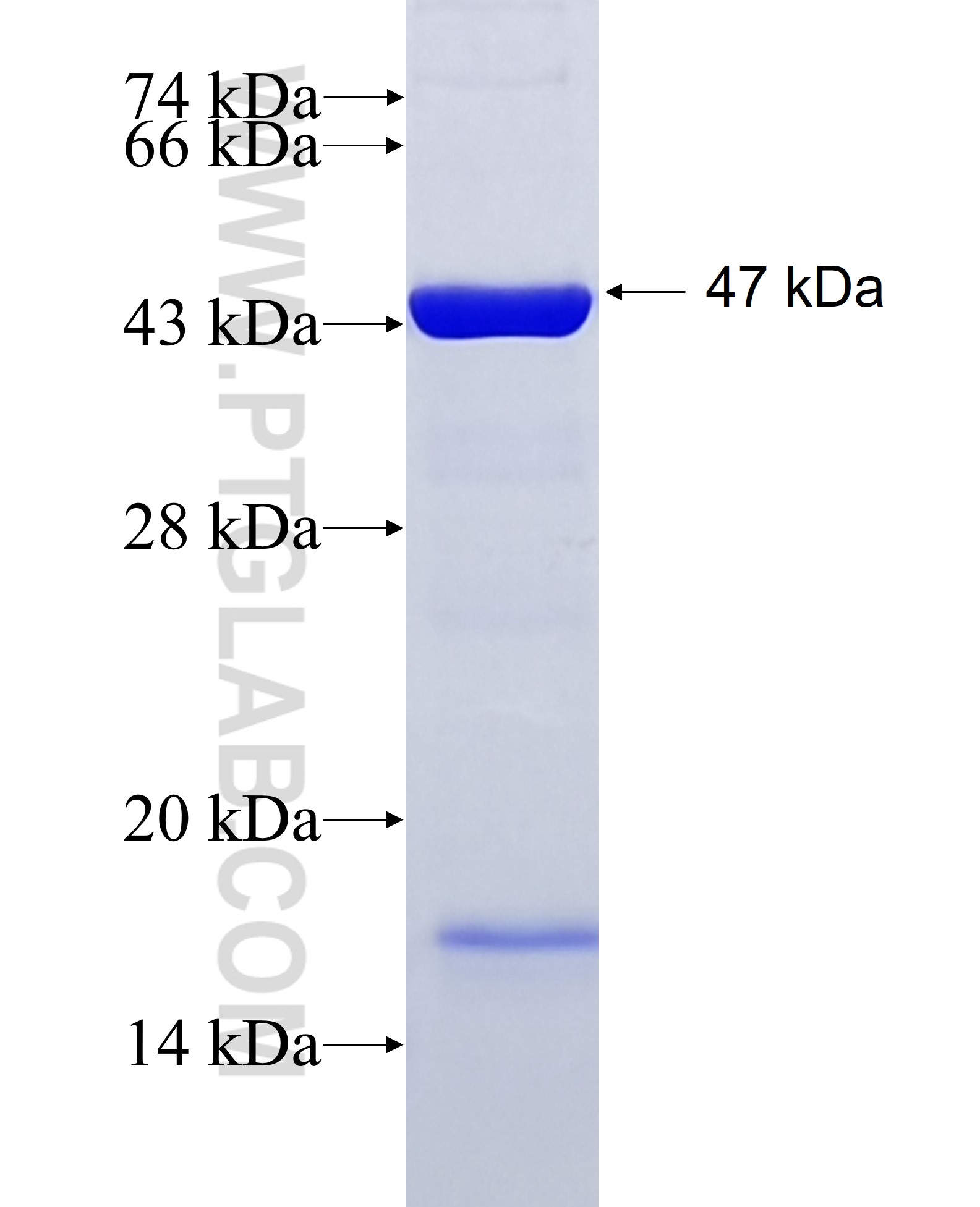 GBP1 fusion protein Ag7767 SDS-PAGE