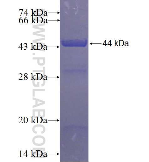 GBP2 fusion protein Ag24108 SDS-PAGE