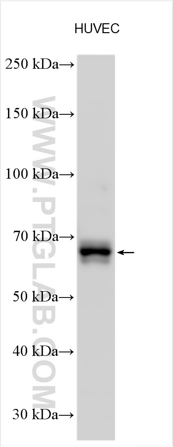 WB analysis using 30719-1-AP