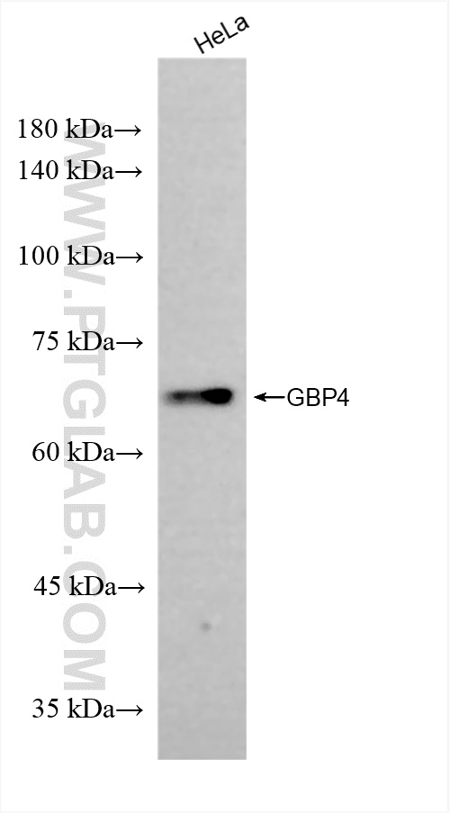 WB analysis of HeLa using 83699-4-RR (same clone as 83699-4-PBS)