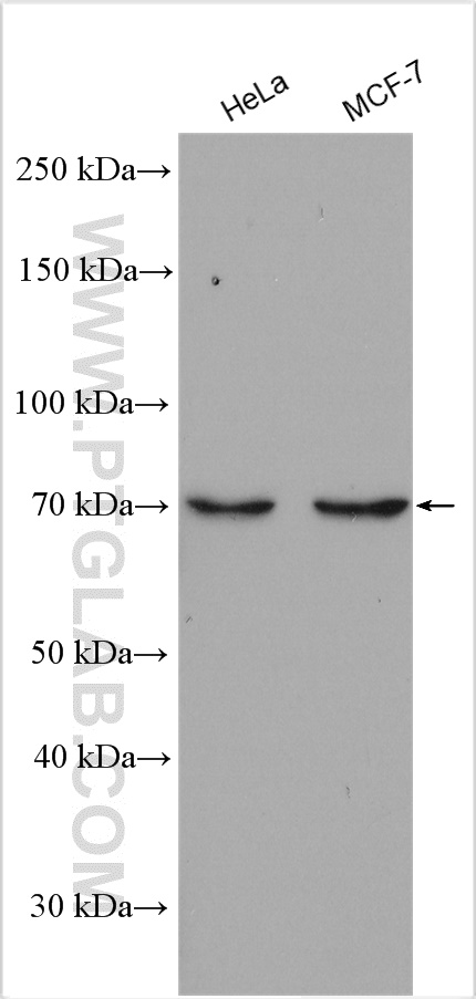 WB analysis of HeLa using 23001-1-AP