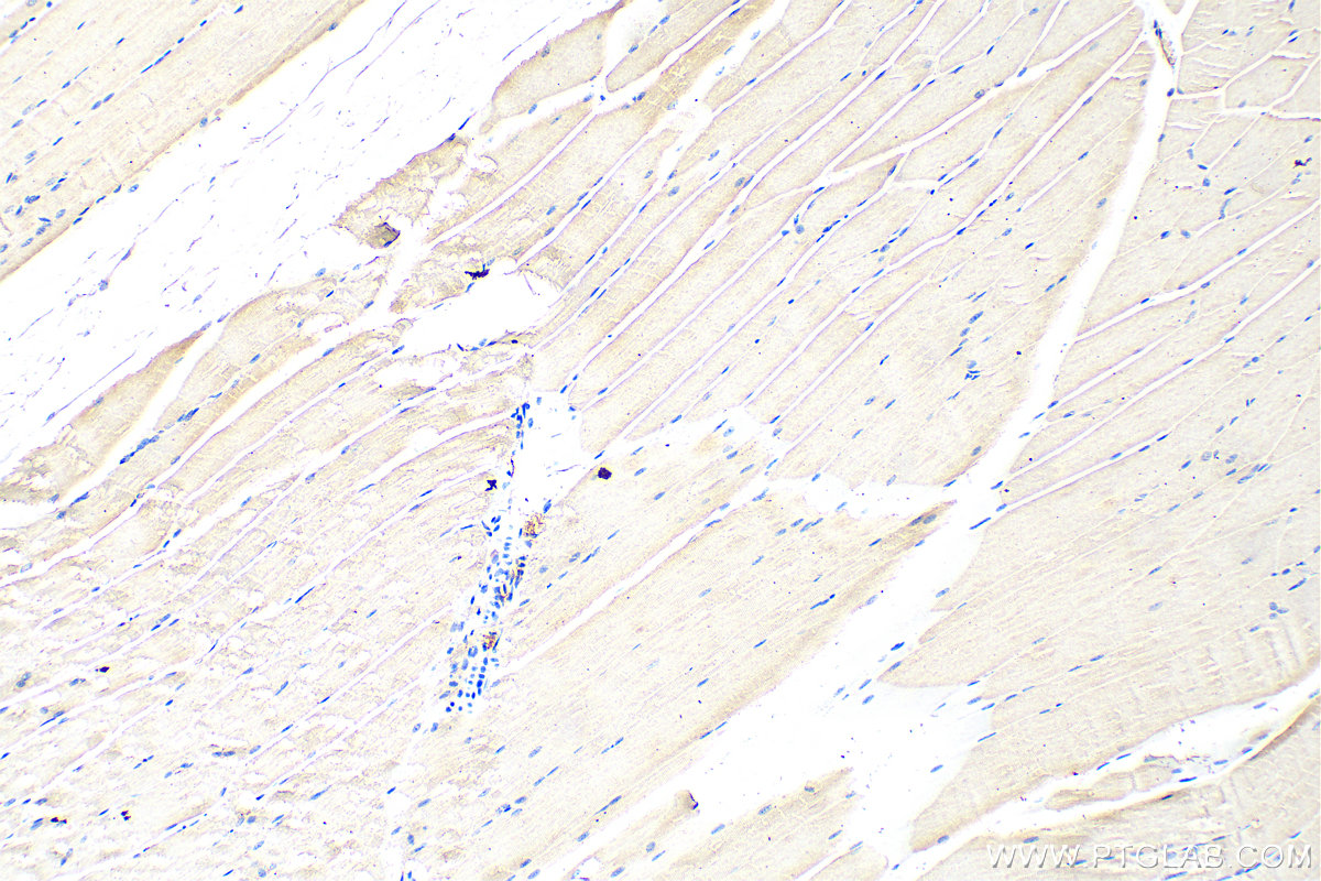 IHC staining of mouse skeletal muscle using 55035-1-AP
