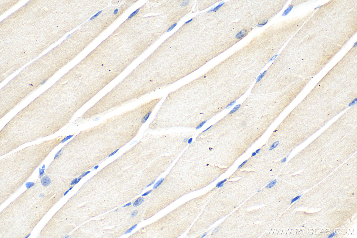 IHC staining of mouse skeletal muscle using 55035-1-AP
