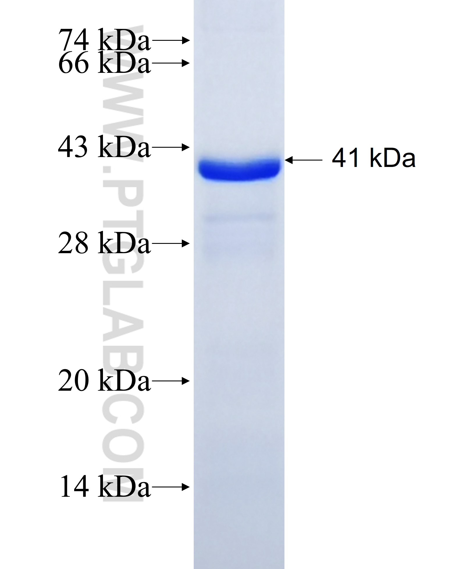 GCDH fusion protein Ag6731 SDS-PAGE GCDH fusion protein Ag6731 SDS-PAGE