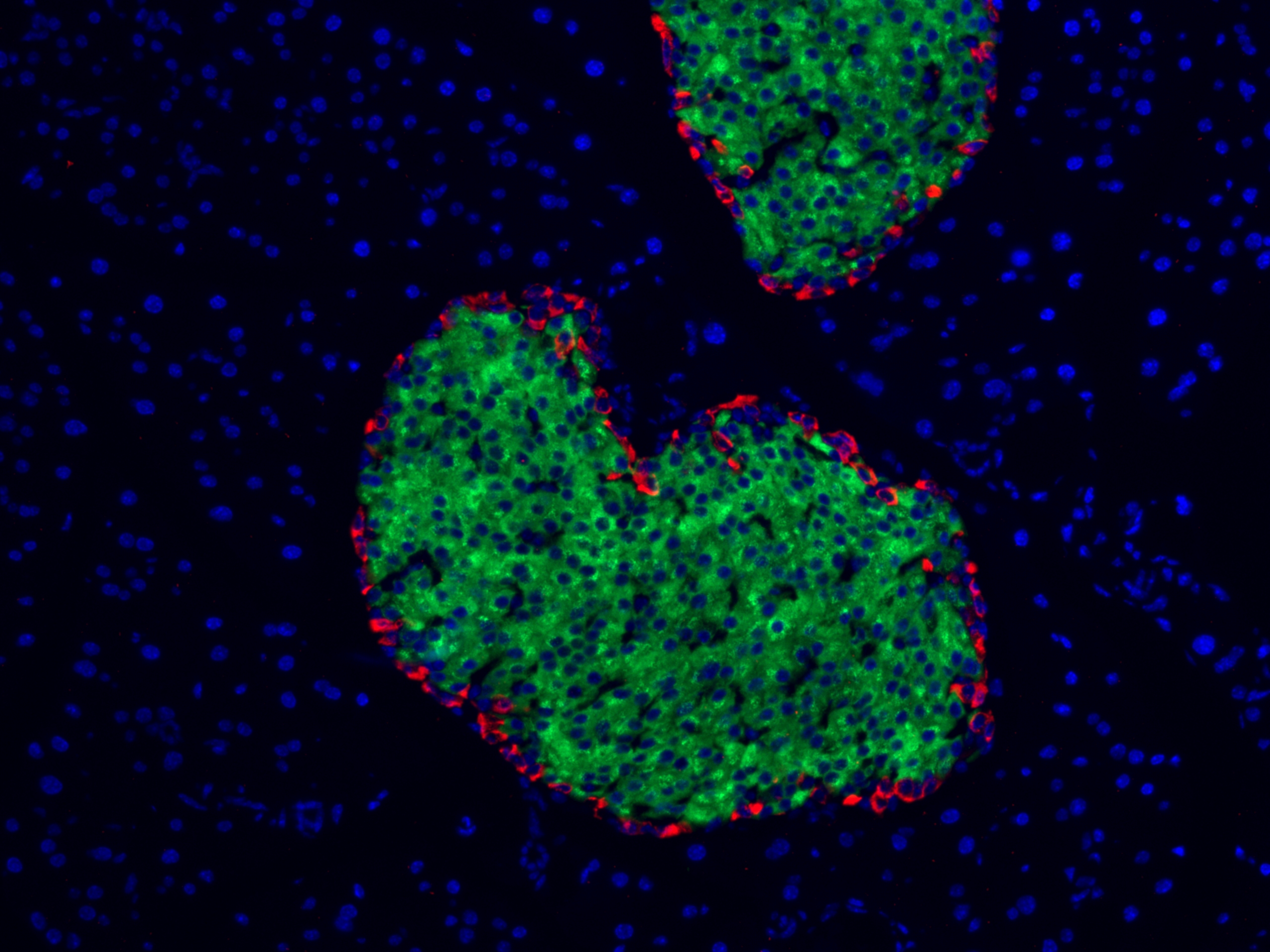 IF Staining of mouse pancreas using 15954-1-AP