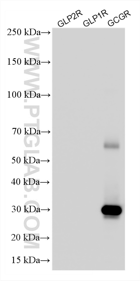 WB analysis of Recombinant protein using 84237-5-RR WB analysis of Recombinant protein using 84237-5-RR