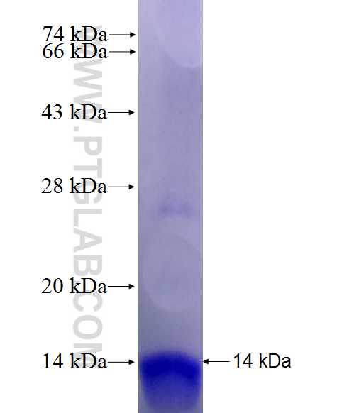 GCGR fusion protein Ag28026 SDS-PAGE