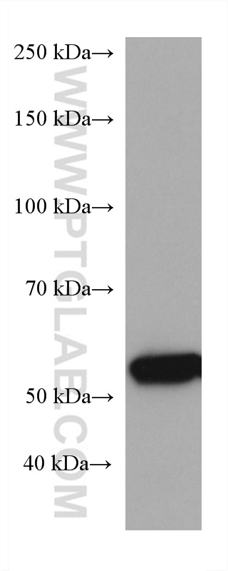 WB analysis of pig liver using 67216-1-Ig (same clone as 67216-1-PBS)