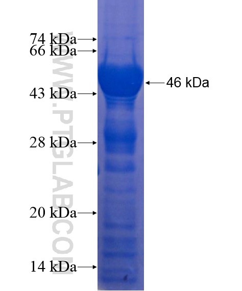 GCKR fusion protein Ag22033 SDS-PAGE