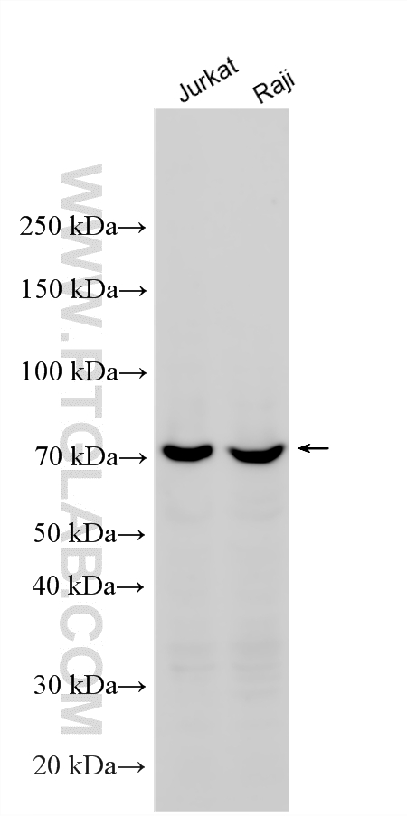Various lysates were subjected to SDS PAGE followed by western blot with 12601-1-AP (GCLC antibody) at dilution of 1:2000 incubated at room temperature for 1.5 hours. WB analysis using 12601-1-AP