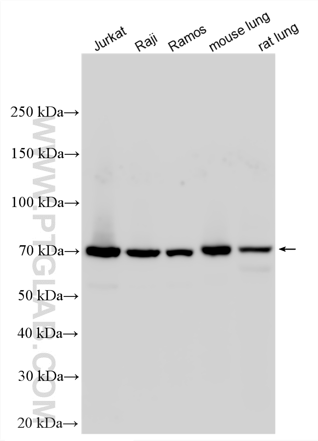 WB analysis using 12601-1-AP