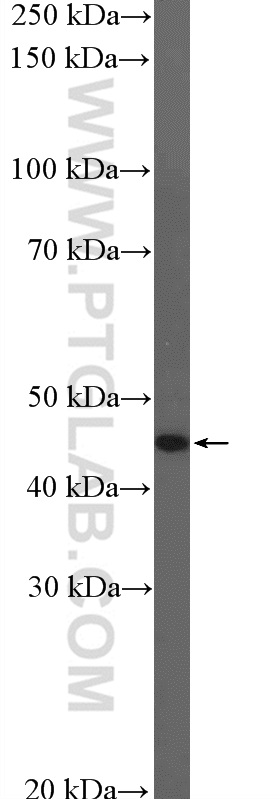 WB analysis of HepG2 using 21724-1-AP