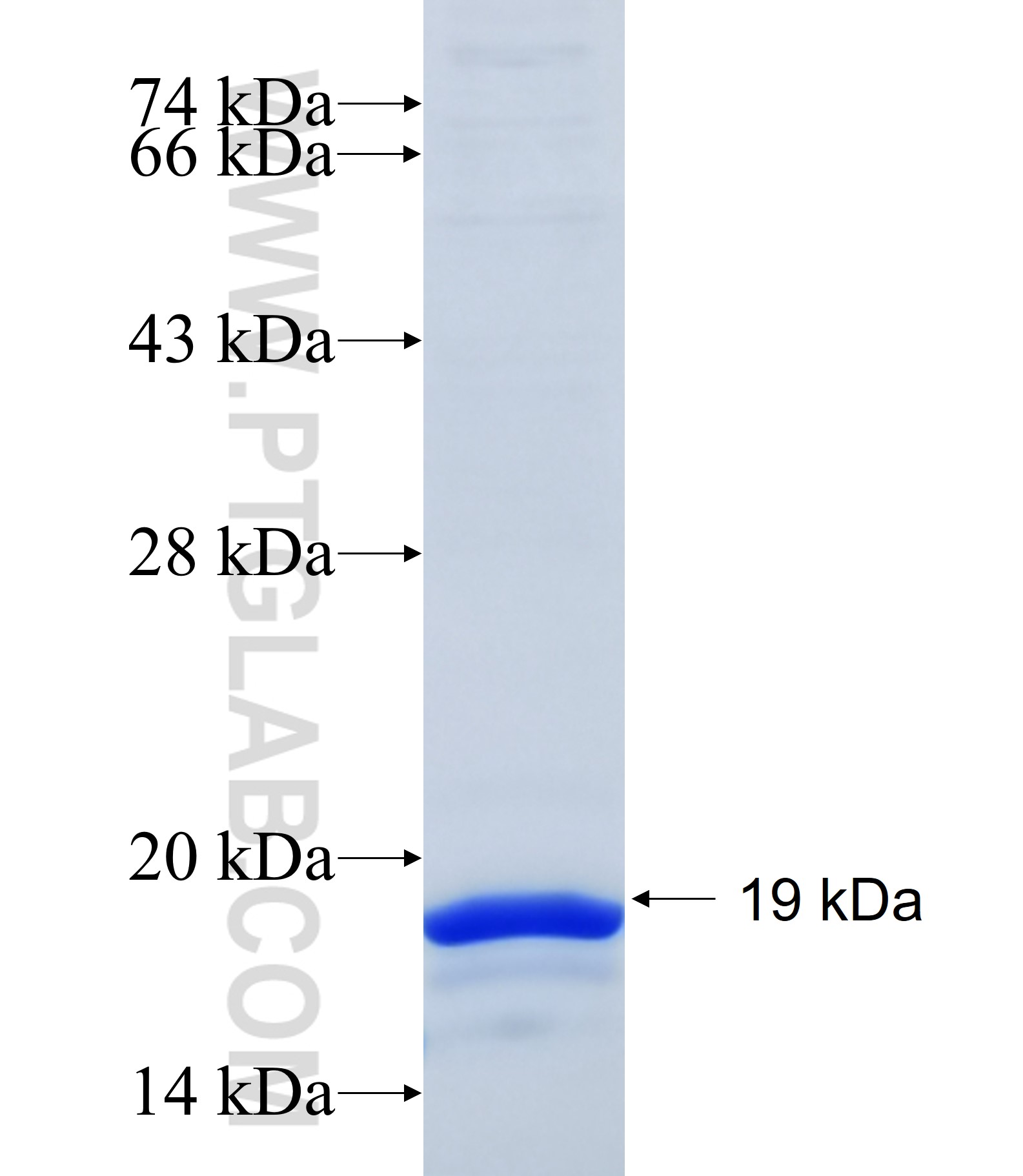 GCN1 fusion protein Ag34332 SDS-PAGE GCN1 fusion protein Ag34332 SDS-PAGE