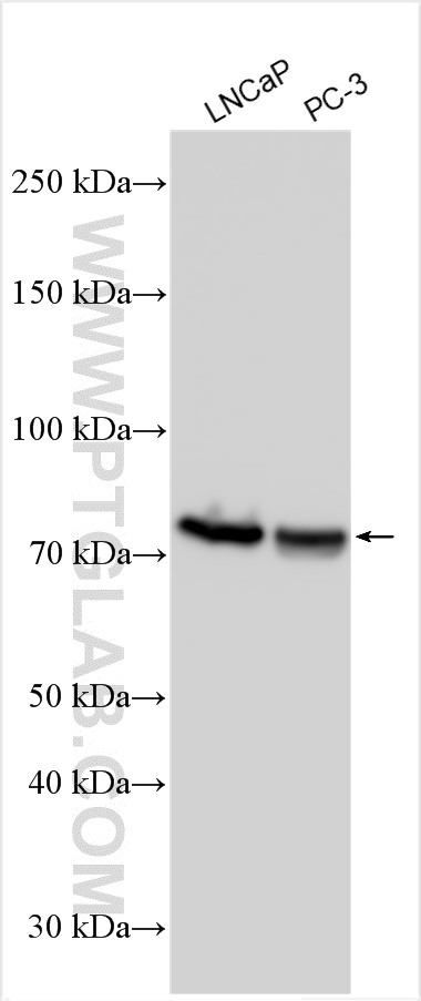 WB analysis using 30693-1-AP