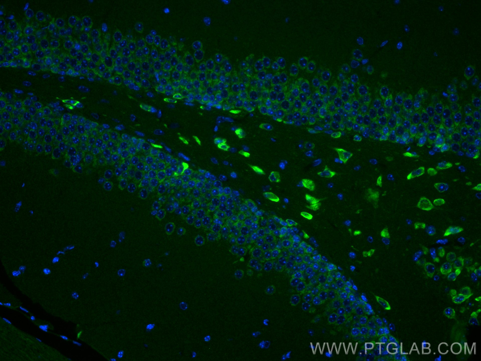 IF Staining of mouse brain using 68083-1-Ig
