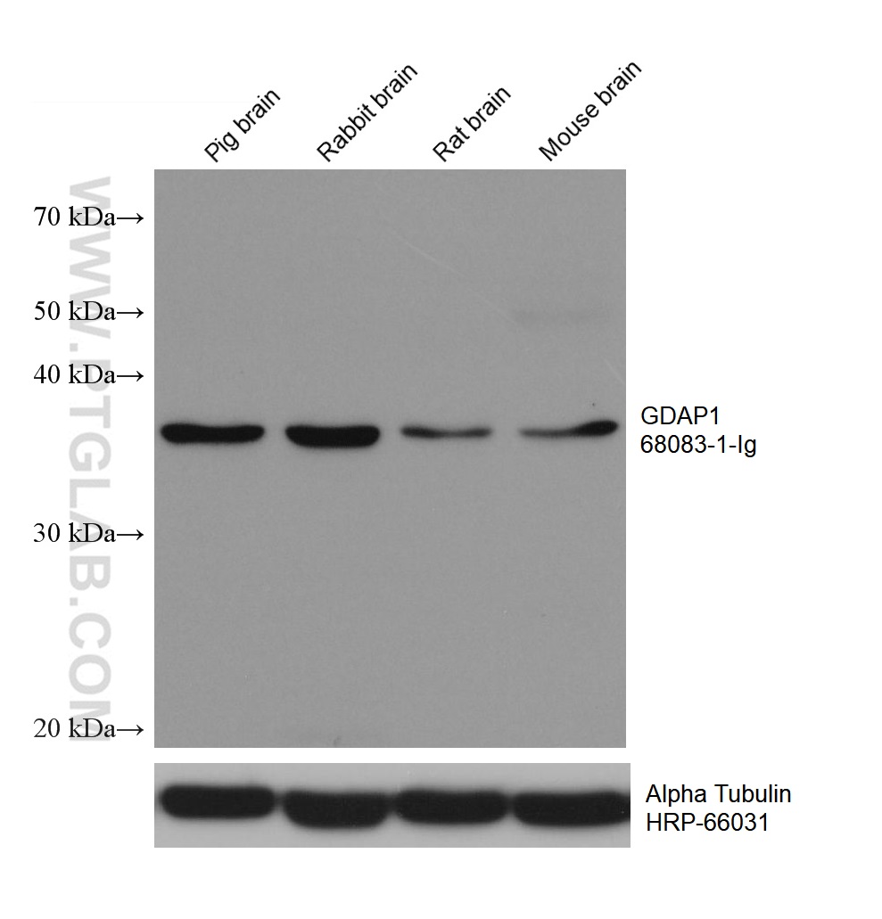 WB analysis using 68083-1-Ig