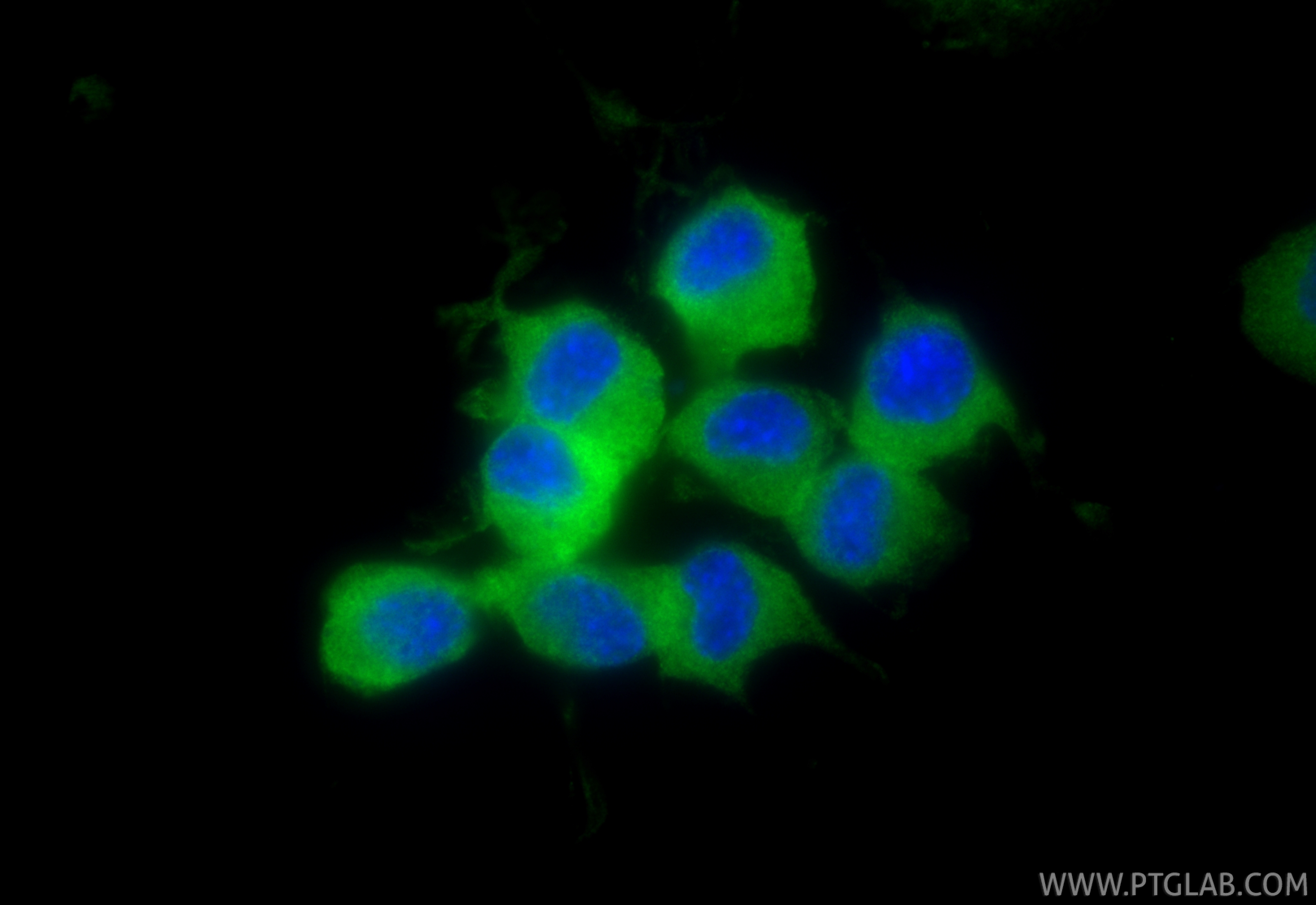 Immunofluorescent analysis of (4% PFA) fixed Neuro-2a cells using GDAP1L1 antibody (<a class='green' href='/productredirect?CatalogNo=68340-1-Ig' target='_blank'>68340-1-Ig</a>, Clone: 1C7A3 ) at dilution of 1:800 and CoraLite®488-Conjugated Goat Anti-Mouse IgG(H+L) (<a class='green' href='/productredirect?CatalogNo=SA00013-1' target='_blank'>SA00013-1</a>). This data was developed using the same antibody clone with 68340-1-PBS in a different storage buffer formulation. IF Staining of Neuro-2a using 68340-1-Ig (same clone as 68340-1-PBS)