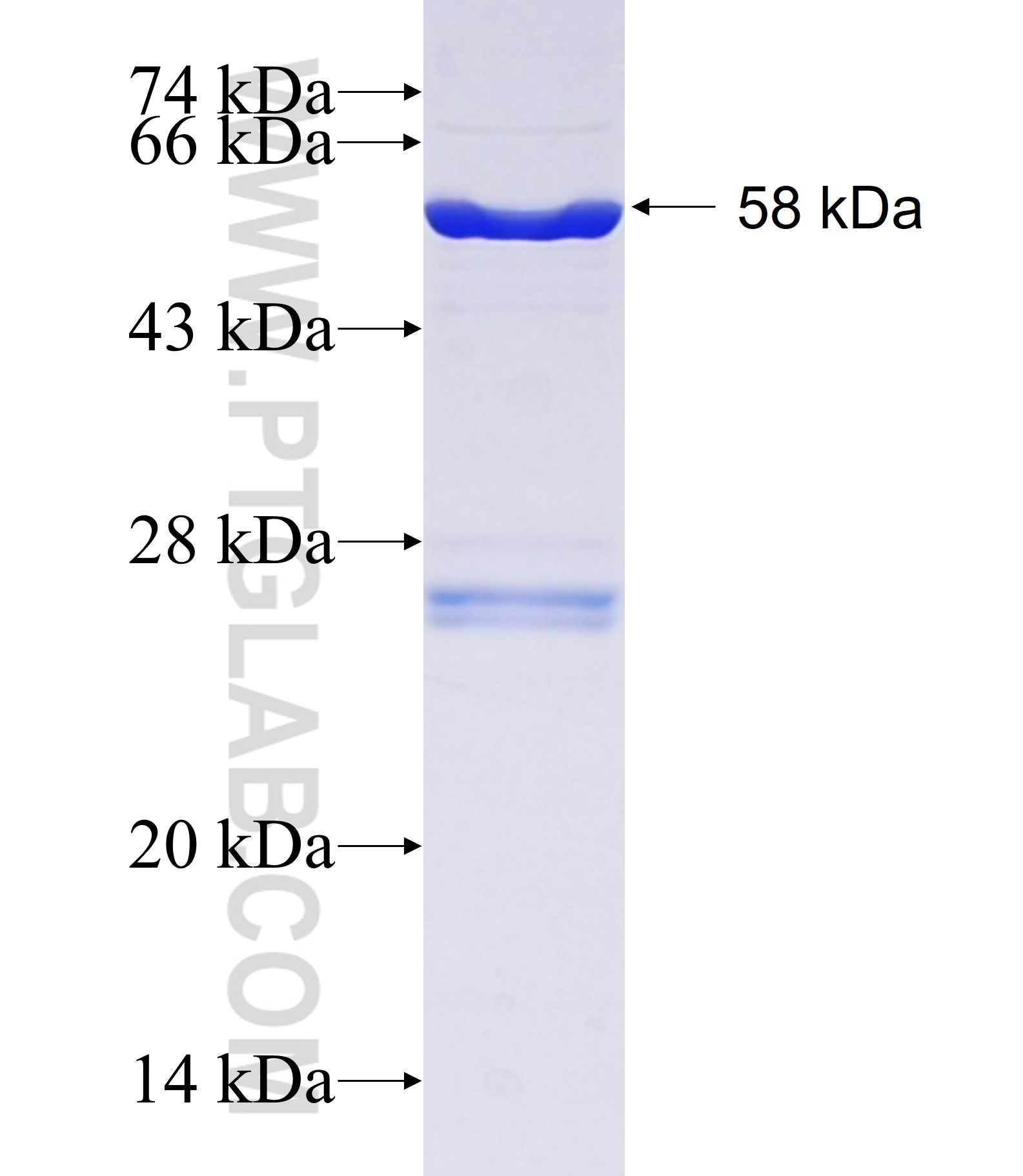 GDE1 fusion protein Ag1821 SDS-PAGE