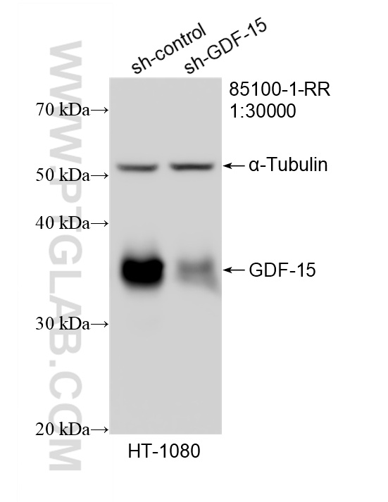 WB analysis of HT-1080 using 85100-1-RR