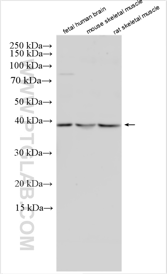 WB analysis using 28345-1-AP