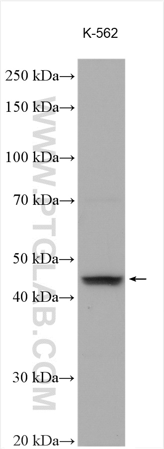 WB analysis using 26715-1-AP