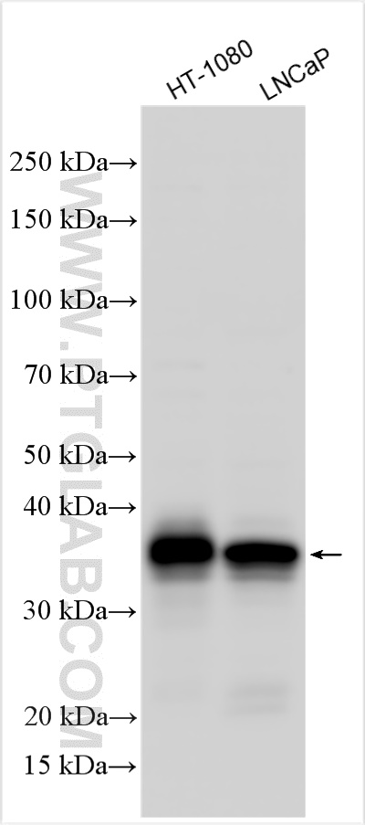 WB analysis using 27455-1-AP